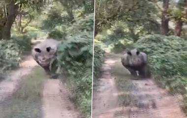 Rhinoceros Chases Tourist Vehicle in Assam: आसामच्या Manas National Park मध्ये गेंड्यांनी केला पर्यटकांच्या वाहनाचा पाठलाग; Watch Viral Video