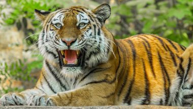 Maharashtra Tigers: राज्यात वाघाच्या संख्येत वाढ, चंद्रपूर जिल्ह्यात सर्वाधिक वाघ