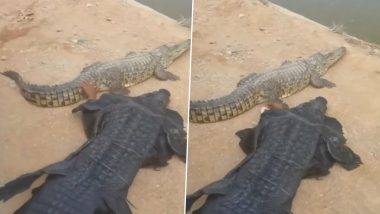 Crocodile सारखी वेशभूषा करून काढली खऱ्या मगरीची छेड, पुढे जे झाले ते पाहून बसेल धक्का, पाहा व्हिडीओ