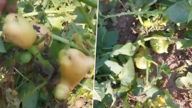 Viral Video: ऐकावं ते नवलचं! पुण्यात चक्क झाडाच्या फांदीला आले बटाटे; व्हिडिओ पाहू तुम्हीही व्हाल अवाक, Watch