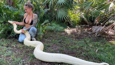 Huge White Snake Caught in Florida! 50 पाउंड वजनाचा पांढऱ्या रंगाचा अजगराचा व्हिडीओ व्हायरल, पाहा
