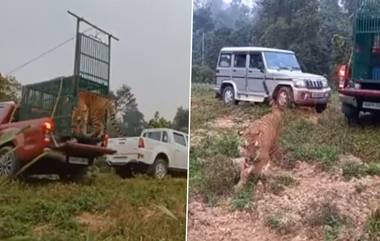 Viral Video: तब्बल ५० किमी पोहत जाणाऱ्या वाघाला सुखरुप व्याघ्र प्रकल्पात सोडलं, वनविभागाच्या अधिकाऱ्यांकडून भुतदयेचं दर्शन; Watch Video