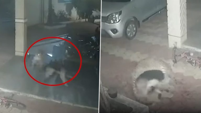 Leopard Attack In Pune: पुण्यात जर्मन शेफर्ड कुत्र्यावर बिबट्याचा हल्ला, थरार सीसीटीव्हीत कैद