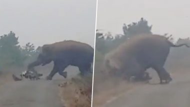 Viral Video: भंडाऱ्यात रानटी हत्तींचा धुडगूस; हत्तीने दुचाकीला लाथ मारून चिरडले; सोशल मीडियावर वाऱ्याच्या वेगाने व्हायरल होतोय 'हा' व्हिडिओ