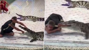 Man Put Hand In Crocodile Jaw: मगरीच्या जबड्यात हात टाकणे तरुणाला पडले महागात; स्टंट दाखवताना पुढे काय झालं? तुम्हीचं पाहा Viral Video