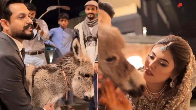 Watch: पाकिस्तानी युट्युबरने आपल्या लग्नात पत्नीला भेट म्हणून दिले गाढवाचे पिल्लू, व्हिडिओ व्हायरल