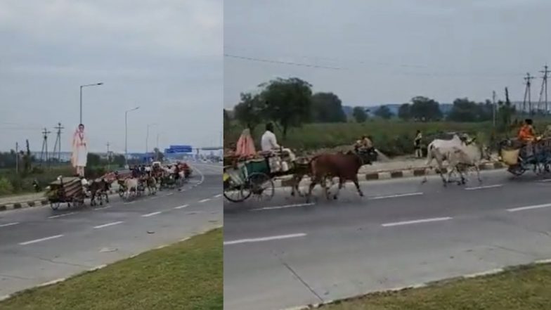 Watch: उद्घाटनानंतर दुसऱ्याच दिवशी समृद्धी महामार्गावर धावल्या बैलगाड्या, व्हिडीओ व्हायरल