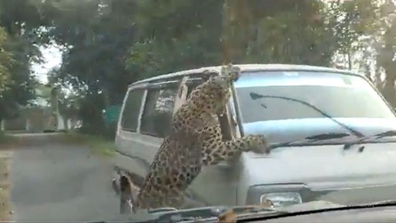 Scary Video: बिबट्याचा भिंतीवरून उडी मारून वन वाहनावर प्राणघातक हल्ला; पहा धक्कादायक व्हिडीओ