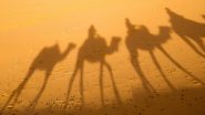 Camel Smuggling in Pune: पुण्यात 8 उंटांना कत्तल होण्यापासून पुणे पोलिसांनी वाचवलं
