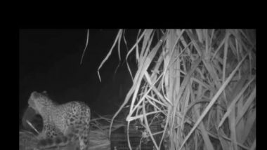 Leopard Cubs Reunion With Mother: गोंदिया मध्ये आईपासून दुरावलेल्या 2 बछड्यांची वनविभागाने पुन्हा घडवून आणली भेट (Watch Video)