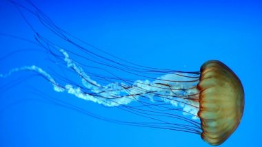 Jellyfish On Maharashtra's Konkan Coast: कोकण किनारपट्टीवर जेलीफिशचा वावर; सिंधुदुर्ग, रत्नागिरी, रायगड जिल्ह्यातील मच्छिमारांवर संकट