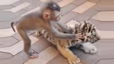 Baby Monkey Plays With Tiger Cub Video: माकडाच्या पिल्लाने मांडला वाघाच्या बछड्यासोबत खेळ, व्हिडिओ सोशल मीडियावर व्हायरल