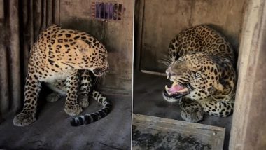 Leopard Rescued From Nashik's Deolali: नाशिकच्या देवळाली भागातून वनविभगाने केली बिबट्याची सुटका