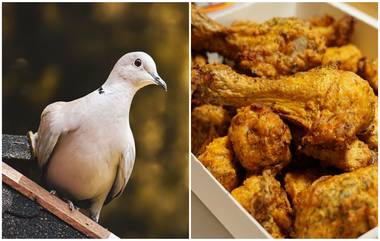 Pigeons Meat Sold  As Chicken: धक्कादायक! चिकन म्हणून विकले कबुतरांचे मांस; मुंबई पोलिसांकडून आठ जणांविरोधात गुन्हा दाखल