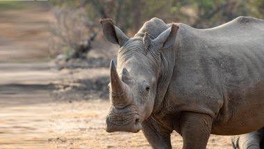 Rhinoceros Viral Video: एक शिंगी गेंडा मागे लागताच पर्यटकांची घाबरगुंडी, व्हिडिओ सोशल मीडियावर व्हायरल