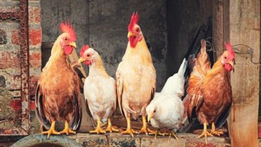 Rooster's Love Viral Video: प्रियकर कोंबड्याने केला चोराचा पाटलाग, प्रेयसी कोंबडीची झाली सुटका; पाहा व्हिडिओ