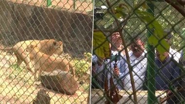 Sanjay Gandhi National Park मध्ये दाखल झाली गुजरात मधून आणलेली सिंहाची जोडी (Watch Video)