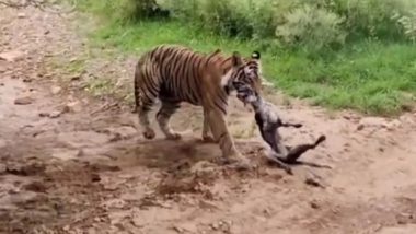 Tiger Kills Dog Viral Video: वाघावर भुंकला कुत्रा, क्षणात झाला शिकार; अंगावर शहारा आणणारा व्हिडिओ सोशल मीडियावर व्हायरल