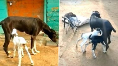 Viral Video: अनाथ बकरीच्या पिल्ल्यांना कुत्रीने पाजलं दूध; Tamil Nadu च्या Virudhunagar मधील घटना (Watch Video)