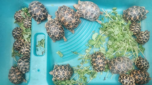 Star Back Species Tortoise smuggling: मुंबई मध्ये 3.5 लाख किंमतींच्या दुर्मिळ कासवांची तस्करी करणारा पोलिसांच्या अटकेत