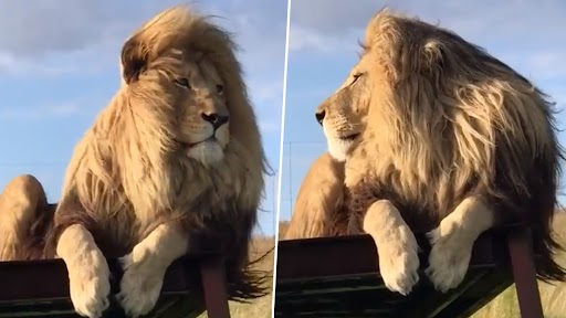 Lion With Silky Hair Video: Kenya च्या Masai Mara भागातील सिंह 'रेशमी आयाळ' मुळे सोशल मीडीयात चर्चेत (Watch Video)