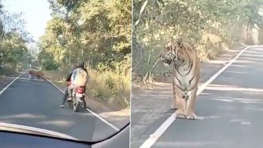 Tiger Viral Video: दुचाकी चालकासमोर थेट उभा ठाकला शेरखान! सोशल मिडीयावर व्हिडीओ व्हायरल