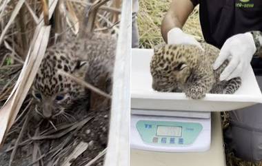 Nashik Leopard Cubs: नाशिक मध्ये पाथर्डी गावात सापडली 3 बिबट्याची बछडी; सुदैवाने सुखरूप सुटका ( Watch Video)