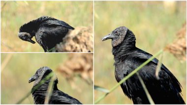 Black Vulture Spotted In Gurugram: गुरुग्राम येथे आढळले काळे गिधाड; पक्षी निरीक्षकही गोंधळले
