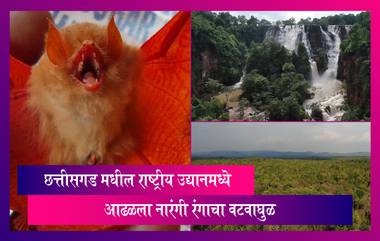 छत्तीसगड मधील Kanger Ghati National Park मध्ये आढळला चक्क नारंगी रंगाचा वटवाघुळ