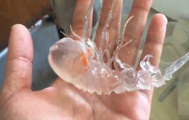 Transparent Ocean Creature Viral Video: पारदर्शी समुद्री जीवाचा व्हिडिओ सोशल मीडियावर पुन्हा व्हायरल; नेटीझन्स थक्क