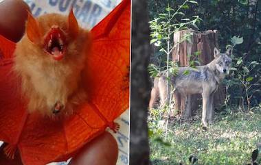 Kanger Ghati National Park  मध्ये आढळलं नारंगी रंगाचं वटवाघुळ, Indian wolf