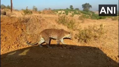 Leopard Trapped in Nashik: इगतपूरी येथे बिबट्याला जेरबंद करण्यास नाशिक वनविभागाला यश