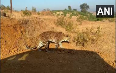 Leopard Trapped in Nashik: इगतपूरी येथे बिबट्याला जेरबंद करण्यास नाशिक वनविभागाला यश