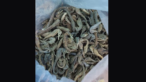 Siliguri: 5 किलो Dried Sea Horse सह एका व्यक्तीला Kurseong Forest Division कडून अटक