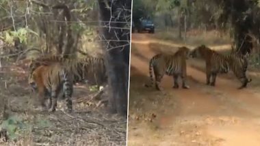 Tiger Viral Video: ताडोबा अंधारी व्याघ्र प्रकल्पात दोन वाघांची झटापट कॅमेर्‍यात कैद; सोशल मीडीयात व्हिडीओ वायरल (Watch Video)