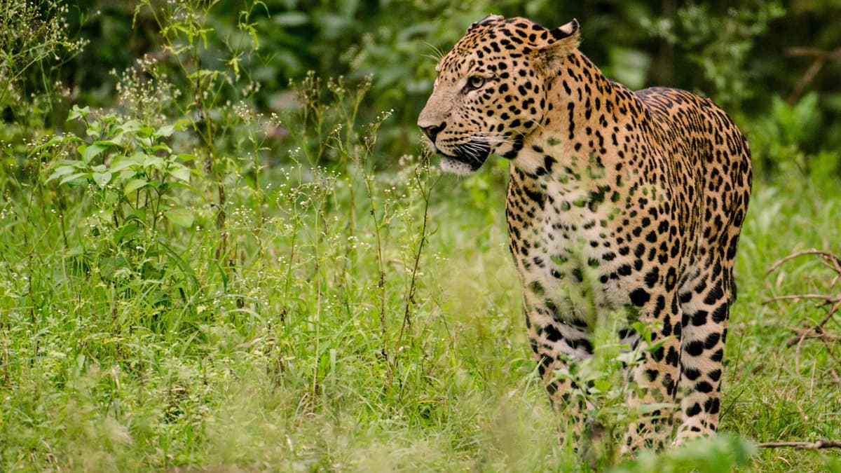 Leopard Attack In Gir: गुजरातमधील गीर सोमनाथमध्ये बिबट्याच्या हल्ल्यात एकाचा मृत्यू; तर दुसरा गंभीर जखमी