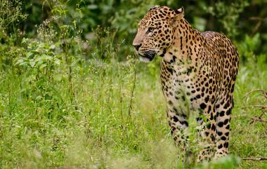 Leopard Attack In Gir: गुजरातमधील गीर सोमनाथमध्ये बिबट्याच्या हल्ल्यात एकाचा मृत्यू; तर दुसरा गंभीर जखमी