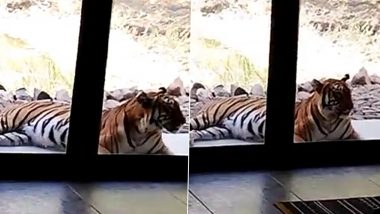 Tiger Comes To Resort At Tipeshwar: रिसाॅर्टमध्ये घुसला वाघ, पुढे जे झाले ते पाहून बसेल धक्का, पाहा व्हिडीओ