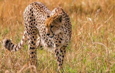 Namibian Male Cheetah Dies: कुनो नॅशनल पार्कमध्ये नामिबियाचा चित्ता पवनचा मृत्यू, प्राथमिक कारण स्पष्ट, शवविच्छेदन अहवालाची प्रतिक्षा