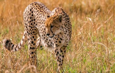 Namibian Male Cheetah Dies: कुनो नॅशनल पार्कमध्ये नामिबियाचा चित्ता पवनचा मृत्यू, प्राथमिक कारण स्पष्ट, शवविच्छेदन अहवालाची प्रतिक्षा