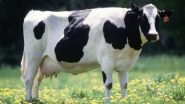 Super Cows: चीनने क्लोनिंगद्वारे तयार केल्या 3 'सुपर गायी'; एका वर्षात देऊ शकतात 17 हजार 500 लिटर दूध, जाणून घ्या सविस्तर