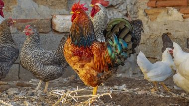 Bird Flu Outbreak Hits Jharkhand: झारखंडमध्ये बर्ड फ्लू उद्रेक, चिकन विक्रीवर बंदी; 4,000 हून अधिक कोंबड्यांना जीवे मारले
