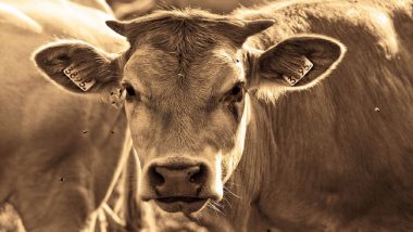 Mad Cow Disease: नेदरलँडची वाढली चिंता, मॅड काऊ डिसीज ‘BSE’ रोग आढळून आला, गायीची चाचणी सकारात्मक