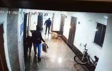 Gurugram Dog Attack Video: लॅब्राडोर जातीच्या पाळीव कुत्र्याचा अल्पवयीन मुलीवर हल्ला, घटना सीसीटीव्हीत कैद; व्हिडिओ व्हायरल