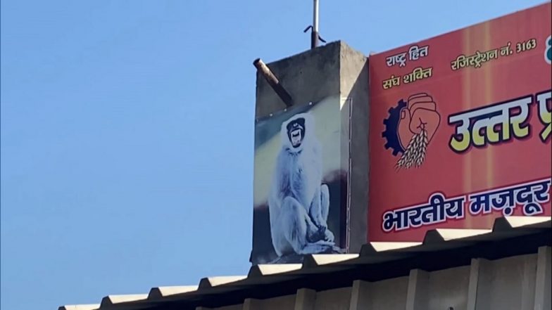 Langur Posters in Moradabad: माकडांना हाकलण्यासाठी बस स्थानकांवर लंगूरचे फोटो आणि फायर साऊंड सेन्सर मशीन, मुरादाबाद येथील घटना