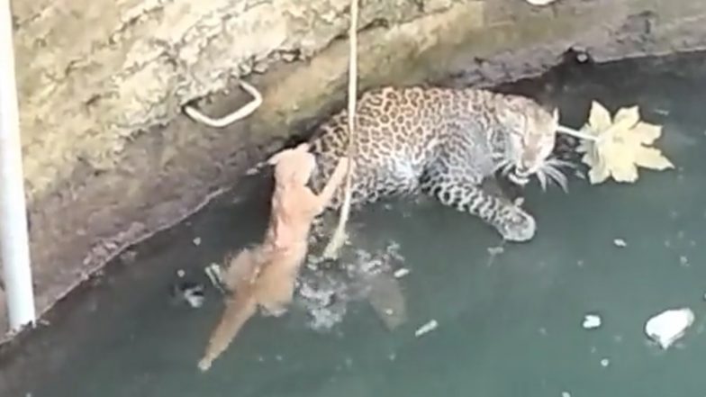 Leopard and Cat Video In Nashik: मृत्यूच्या दारात संपलं वैर, बुडत्या मांजराला बिबट्याचा आधार; नाशिक येथील व्हिडिओ सोशल मीडियावर व्हायरल