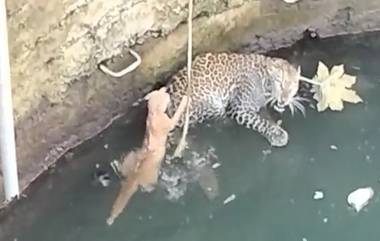 Leopard and Cat Video In Nashik: मृत्यूच्या दारात संपलं वैर, बुडत्या मांजराला बिबट्याचा आधार; नाशिक येथील व्हिडिओ सोशल मीडियावर व्हायरल