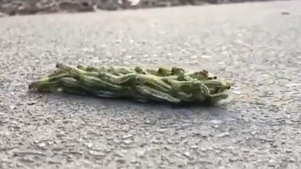 Caterpillars Viral Video: 'एकीचे बळ मिळते फळ', एकत्र आलेले सुरवंट पाहून नेटकरी थक्क; व्हिडिओ सोशल मीडियावर व्हायरल