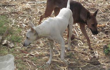 Telangana Stray Dogs Killing: तेलंगणात सुमारे 70 भटक्या कुत्र्यांना विष देऊन ठार केल्याचा आरोप, आरोपींविरुद्ध गुन्हा दाखल