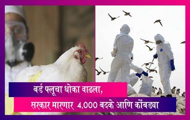 Bird Flu Outbreak: बर्ड फ्लूचे थैमान, सरकार मारणार  4,000 बदके आणि कोंबड्या